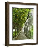 Lemon Groves, Amalfi Coast, Campania, Italy, Europe-Mark Mawson-Framed Photographic Print