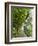 Lemon Groves, Amalfi Coast, Campania, Italy, Europe-Mark Mawson-Framed Photographic Print