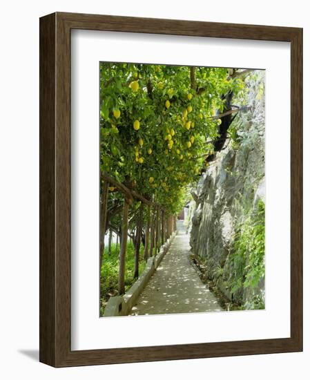 Lemon Groves, Amalfi Coast, Campania, Italy, Europe-Mark Mawson-Framed Photographic Print