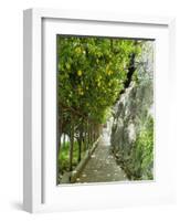 Lemon Groves, Amalfi Coast, Campania, Italy, Europe-Mark Mawson-Framed Photographic Print