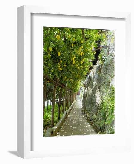 Lemon Groves, Amalfi Coast, Campania, Italy, Europe-Mark Mawson-Framed Photographic Print