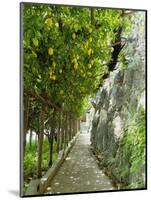 Lemon Groves, Amalfi Coast, Campania, Italy, Europe-Mark Mawson-Mounted Photographic Print