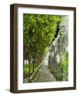 Lemon Groves, Amalfi Coast, Campania, Italy, Europe-Mark Mawson-Framed Photographic Print