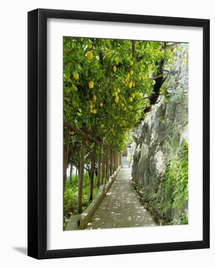 Lemon Groves, Amalfi Coast, Campania, Italy, Europe-Mark Mawson-Framed Photographic Print