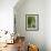 Lemon Groves, Amalfi Coast, Campania, Italy, Europe-Mark Mawson-Framed Photographic Print displayed on a wall