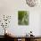 Lemon Groves, Amalfi Coast, Campania, Italy, Europe-Mark Mawson-Photographic Print displayed on a wall