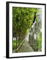 Lemon Groves, Amalfi Coast, Campania, Italy, Europe-Mark Mawson-Framed Photographic Print