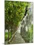 Lemon Groves, Amalfi Coast, Campania, Italy, Europe-Mark Mawson-Mounted Photographic Print