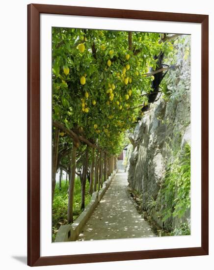 Lemon Groves, Amalfi Coast, Campania, Italy, Europe-Mark Mawson-Framed Photographic Print
