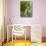 Lemon Groves, Amalfi Coast, Campania, Italy, Europe-Mark Mawson-Mounted Photographic Print displayed on a wall