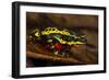 Lemon Harlequin Frog, Ecuador-Pete Oxford-Framed Photographic Print