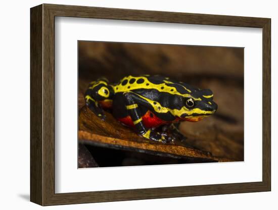 Lemon Harlequin Frog, Ecuador-Pete Oxford-Framed Photographic Print