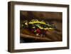 Lemon Harlequin Frog, Ecuador-Pete Oxford-Framed Photographic Print