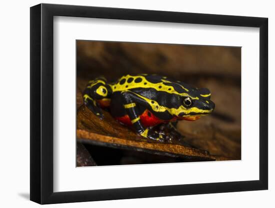 Lemon Harlequin Frog, Ecuador-Pete Oxford-Framed Photographic Print