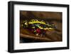 Lemon Harlequin Frog, Ecuador-Pete Oxford-Framed Photographic Print