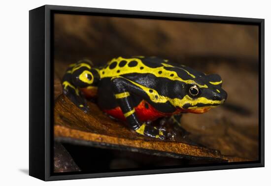 Lemon Harlequin Frog, Ecuador-Pete Oxford-Framed Stretched Canvas