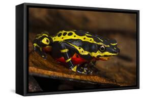 Lemon Harlequin Frog, Ecuador-Pete Oxford-Framed Stretched Canvas