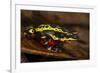 Lemon Harlequin Frog, Ecuador-Pete Oxford-Framed Photographic Print