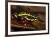 Lemon Harlequin Frog, Ecuador-Pete Oxford-Framed Photographic Print