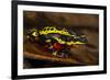 Lemon Harlequin Frog, Ecuador-Pete Oxford-Framed Photographic Print