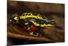 Lemon Harlequin Frog, Ecuador-Pete Oxford-Mounted Photographic Print