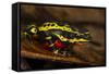 Lemon Harlequin Frog, Ecuador-Pete Oxford-Framed Stretched Canvas