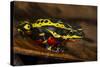 Lemon Harlequin Frog, Ecuador-Pete Oxford-Stretched Canvas