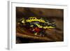 Lemon Harlequin Frog, Ecuador-Pete Oxford-Framed Photographic Print