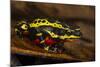 Lemon Harlequin Frog, Ecuador-Pete Oxford-Mounted Photographic Print