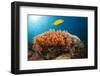 Lemon Horse Mackerel About Coral Reef, Carangoides Bajad, Raja Ampat, West Papua, Indonesia-Reinhard Dirscherl-Framed Photographic Print