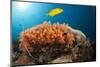 Lemon Horse Mackerel About Coral Reef, Carangoides Bajad, Raja Ampat, West Papua, Indonesia-Reinhard Dirscherl-Mounted Photographic Print