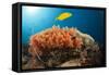 Lemon Horse Mackerel About Coral Reef, Carangoides Bajad, Raja Ampat, West Papua, Indonesia-Reinhard Dirscherl-Framed Stretched Canvas