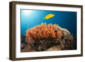 Lemon Horse Mackerel About Coral Reef, Carangoides Bajad, Raja Ampat, West Papua, Indonesia-Reinhard Dirscherl-Framed Photographic Print