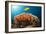 Lemon Horse Mackerel About Coral Reef, Carangoides Bajad, Raja Ampat, West Papua, Indonesia-Reinhard Dirscherl-Framed Photographic Print