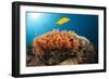 Lemon Horse Mackerel About Coral Reef, Carangoides Bajad, Raja Ampat, West Papua, Indonesia-Reinhard Dirscherl-Framed Photographic Print