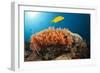 Lemon Horse Mackerel About Coral Reef, Carangoides Bajad, Raja Ampat, West Papua, Indonesia-Reinhard Dirscherl-Framed Photographic Print