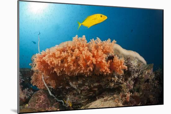 Lemon Horse Mackerel About Coral Reef, Carangoides Bajad, Raja Ampat, West Papua, Indonesia-Reinhard Dirscherl-Mounted Photographic Print