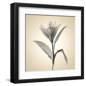 Lemon Lily-Judy Stalus-Framed Art Print