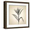 Lemon Lily-Judy Stalus-Framed Art Print