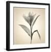 Lemon Lily-Judy Stalus-Framed Art Print