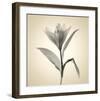 Lemon Lily-Judy Stalus-Framed Art Print