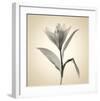 Lemon Lily-Judy Stalus-Framed Art Print