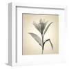 Lemon Lily-Judy Stalus-Framed Art Print