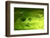 Lemon Lime Drop I-Tammy Putman-Framed Photographic Print