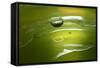 Lemon Lime Drop II-Tammy Putman-Framed Stretched Canvas