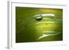 Lemon Lime Drop II-Tammy Putman-Framed Photographic Print