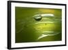 Lemon Lime Drop II-Tammy Putman-Framed Photographic Print
