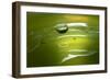 Lemon Lime Drop II-Tammy Putman-Framed Photographic Print