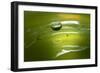 Lemon Lime Drop II-Tammy Putman-Framed Photographic Print