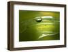 Lemon Lime Drop II-Tammy Putman-Framed Photographic Print